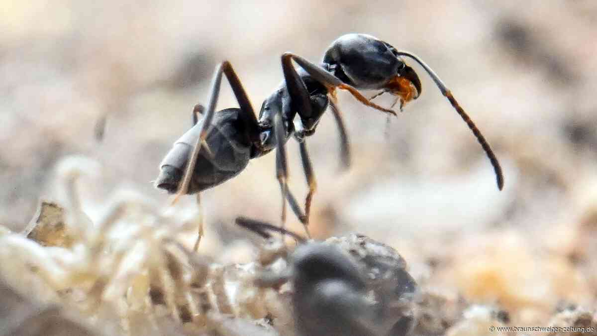 Superkolonie aus Millionen Ameisen: Diese Tiere können ganze Stadtteile untergraben