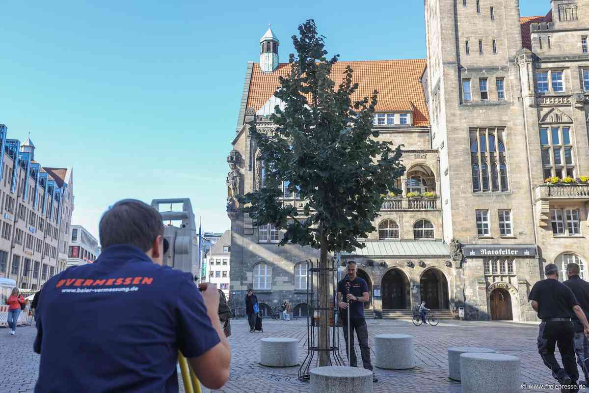 Chemnitzer Marktbaum jetzt einen Kopf größer