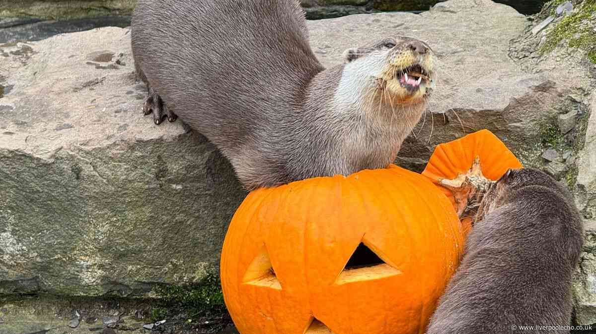 North Wales zoo launches 'money can't buy' experience