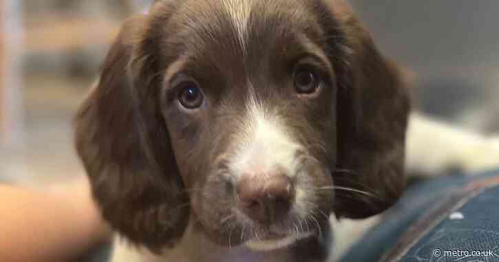 ‘My dog was stolen on a walk -13 months later I got the most amazing phone call’