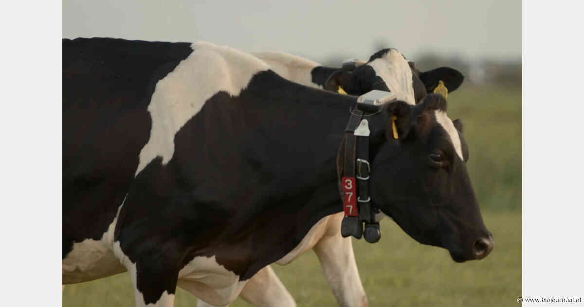 Gps-afrastering helpt biologisch melkveebedrijf arbeid te besparen