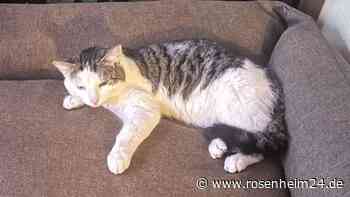 Kater Max in Stephanskirchen vermisst – Wer hat ihn gesehen?