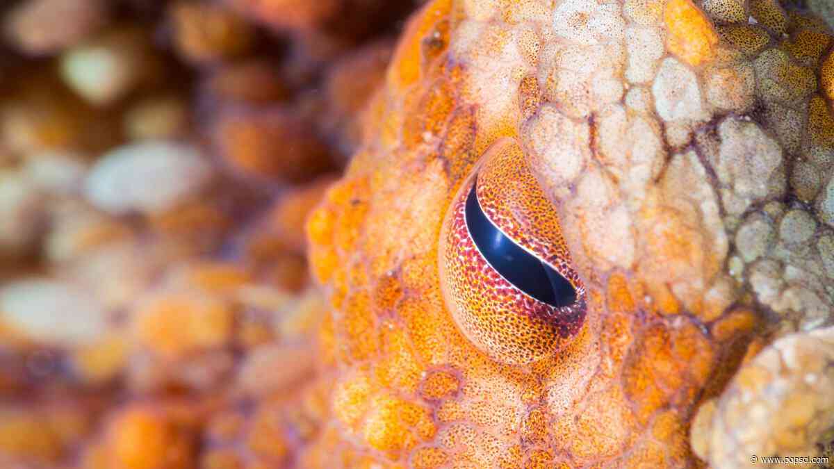 How smart are octopuses? Smart enough to use mirror.