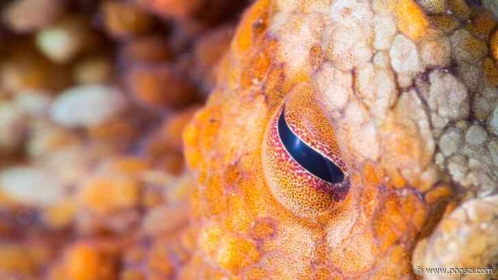 How smart are octopuses? Smart enough to use mirror.