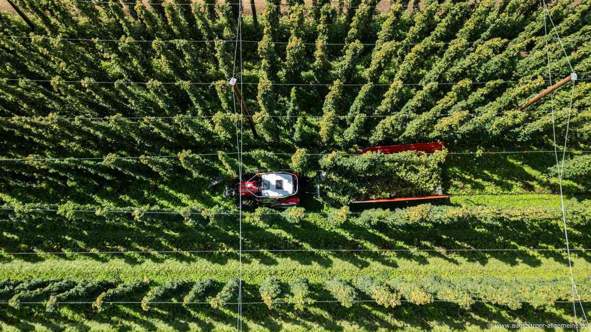 Starker Rauch: Feuerwehr rückt zu einem Hopfenhof aus