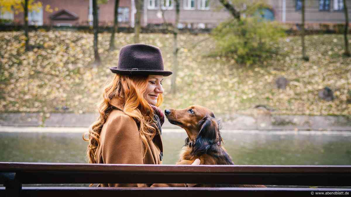 Dackel im Trend: Warum der Kult-Hund zurück ist – und was Halter wissen müssen