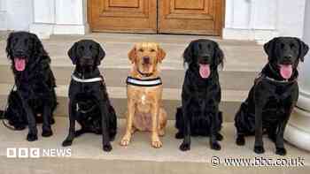 New sniffer dog team to detect drugs used in spiking