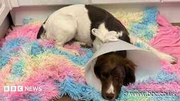Stolen dog reunited with owners after a year