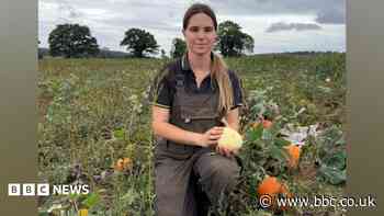 Pumpkin patches feel the heat after summer drought