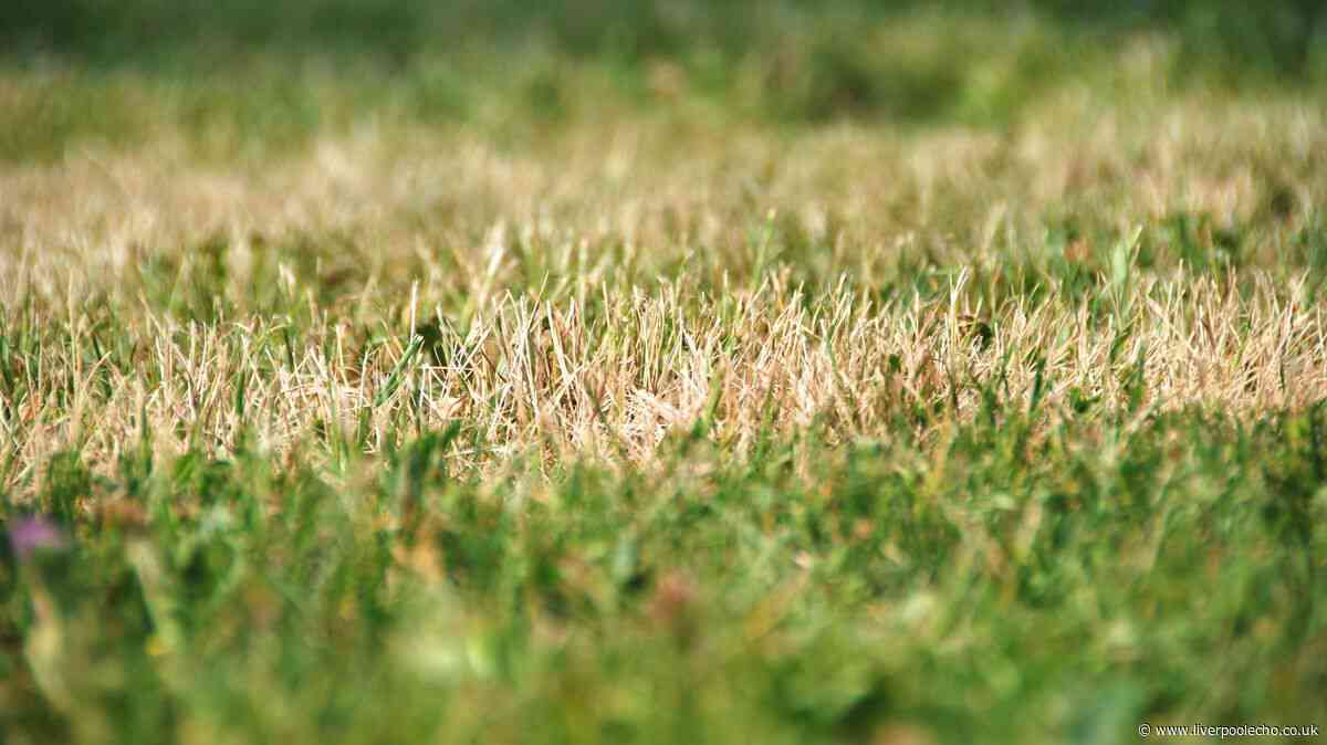 Lawns will grow back healthier in autumn with 1 vital task done now