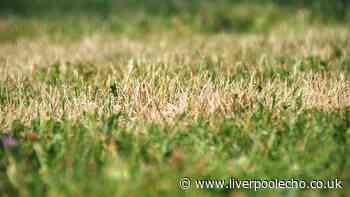 Lawns will grow back healthier in autumn with 1 vital task done now