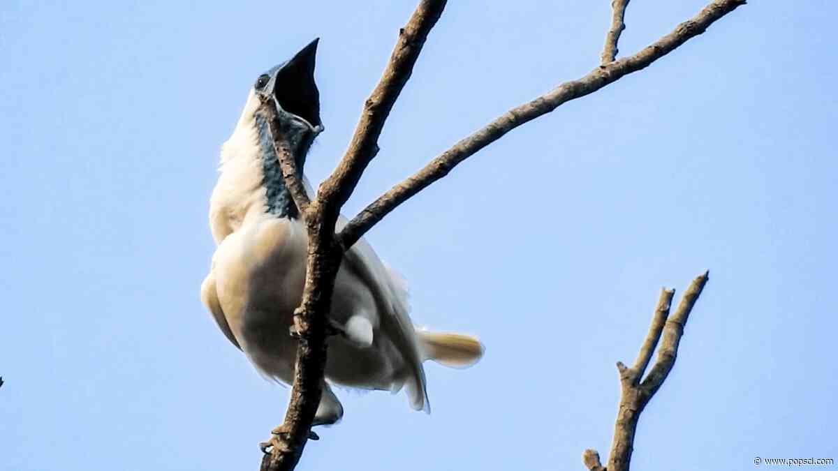 The world’s loudest birds squawk as loud as a jackhammer
