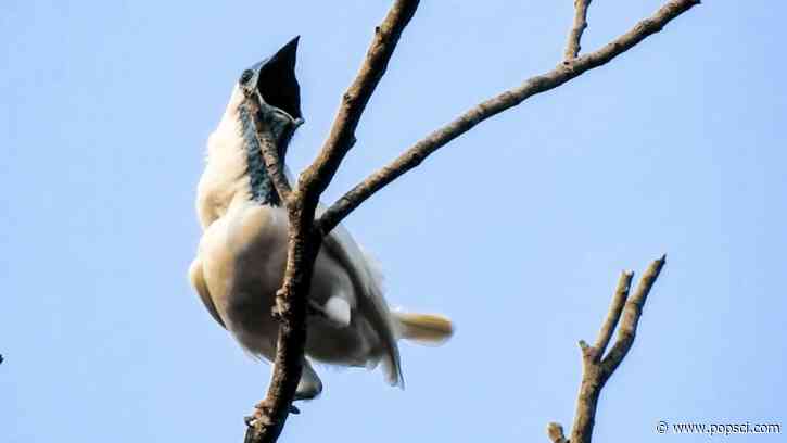 The world’s loudest birds squawk as loud as a jackhammer