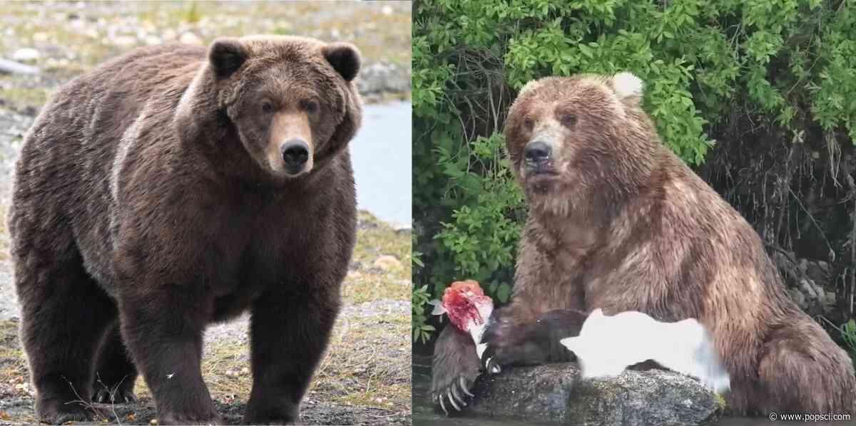 Fat Bear Week final: It’s Bear #910 vs. Backpack