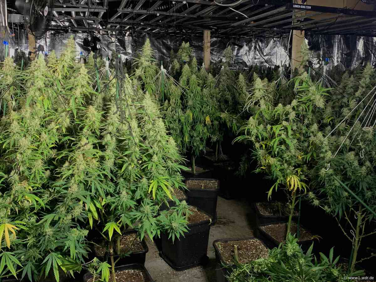 Cannabis-Großrazia in NRW: Polizei zieht Bilanz