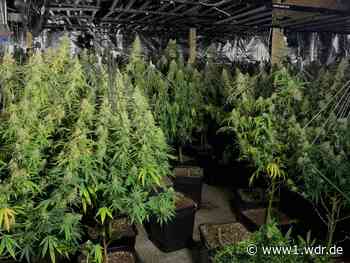 Cannabis-Großrazia in NRW: Polizei zieht Bilanz
