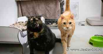 Jack en Jill veranderen langzaam in nieuwsgierige katjes en zoeken samen hun forever home