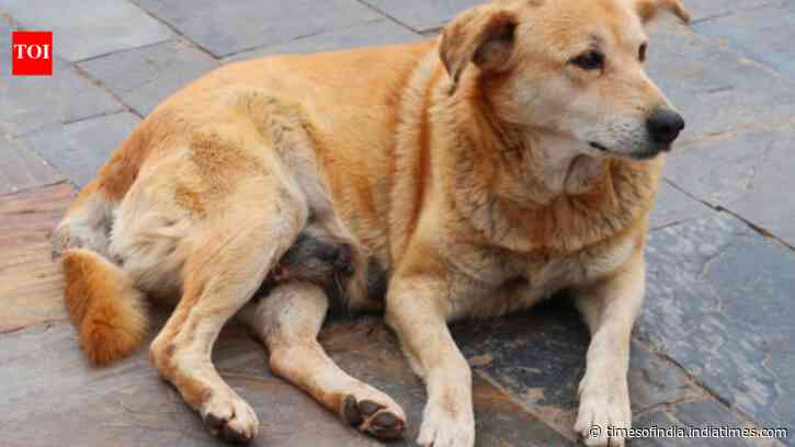 Delhi’s “chonkiest” dog election: Meet Kutta Singh, Dahi Bhalli and others
