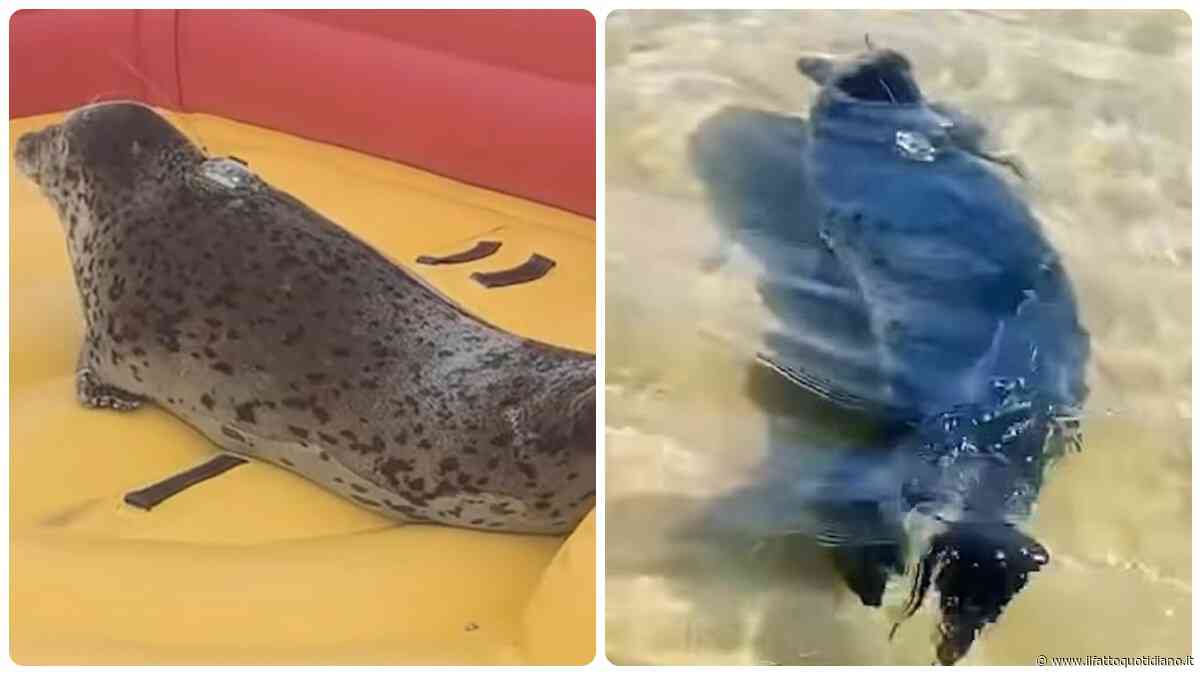 “Ha sviluppato un’associazione tra l’uomo e la sicurezza”: la storia di Nana, la foca che non riesce a staccarsi dagli esseri umani e non sa più vivere in Natura
