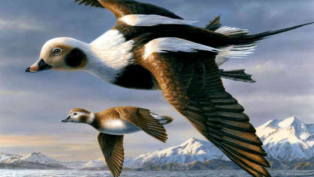 Since 1934, the Federal Duck Stamp has raised $1.3 billion for habitat conservation