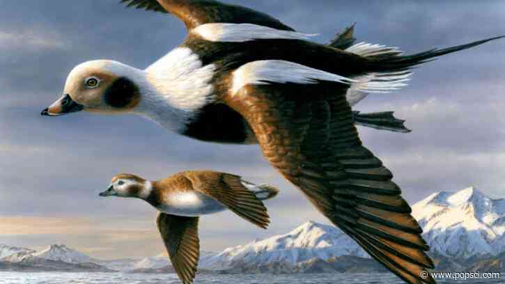 Since 1934, the Federal Duck Stamp has raised $1.3 billion for habitat conservation