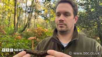 Fungi foraging a threat to protected landscape