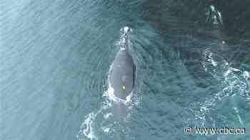 North Atlantic right whales at greater risk of collision with boats at night: study