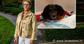 Na vier dode honden vecht ook Timmie voor haar leven na wandeling in park: ‘Weet niet of we haar levend terugzien’