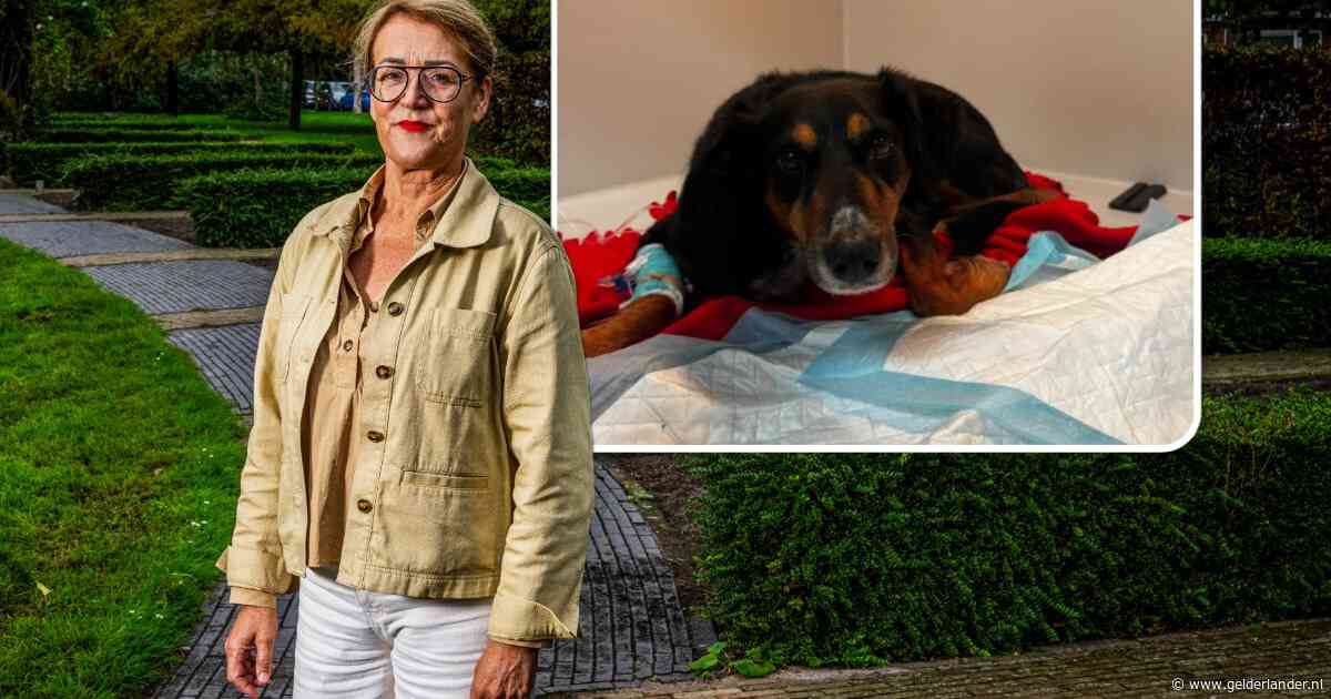 Na vier dode honden vecht ook Timmie voor haar leven na wandeling in park: ‘Weet niet of we haar levend terugzien’