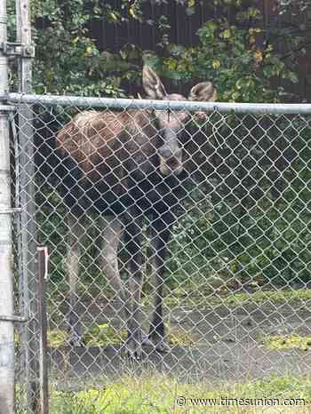 Video: Moose on the loose in Troy