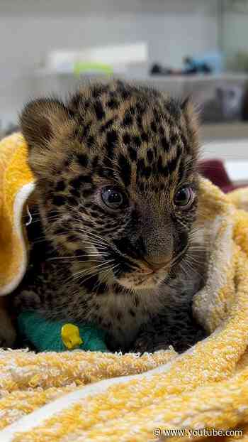Zoo-Born Baby Leopard Grows Up To Be Queen Of Her Sanctuary | The Dodo
