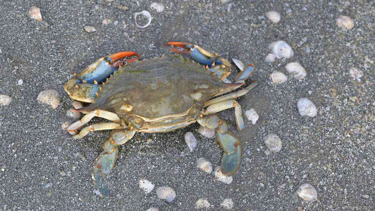 Nordsee besonders betroffen: Wie invasive Arten vom Meeresspiegelanstieg profitieren