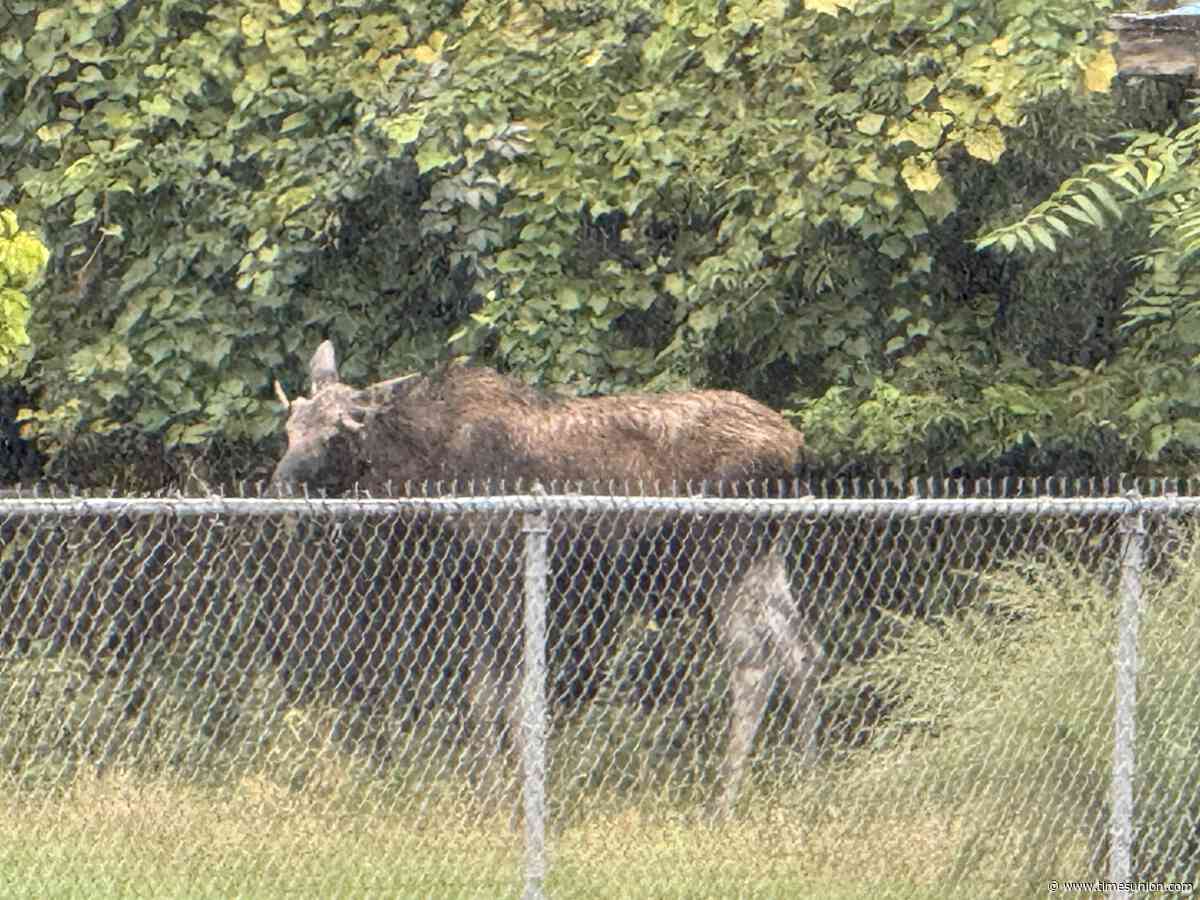 Moose tranquilized in Troy, likely to be relocated to wilderness