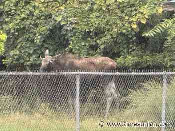 Moose tranquilized in Troy, likely to be relocated to wilderness