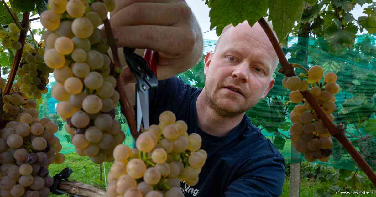 Een eigen wijn voor je dorp: Jeroen (33) plukt de eerste druiven, volgend jaar gaat de wijn de fles in