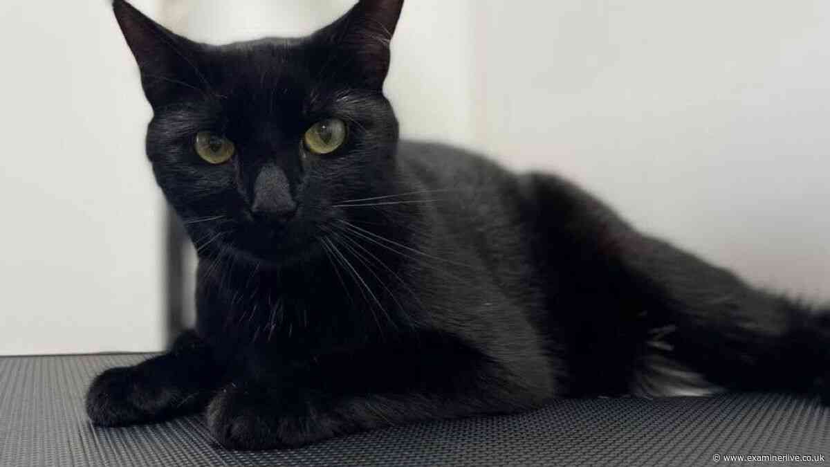 Huddersfield Station cat Bolt 'reunited with Felix' as fans across the world pay tribute