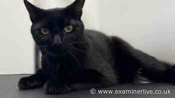Huddersfield Station cat Bolt 'reunited with Felix' as fans across the world pay tribute