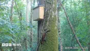 Pine martens 'here to stay' as baby spotted