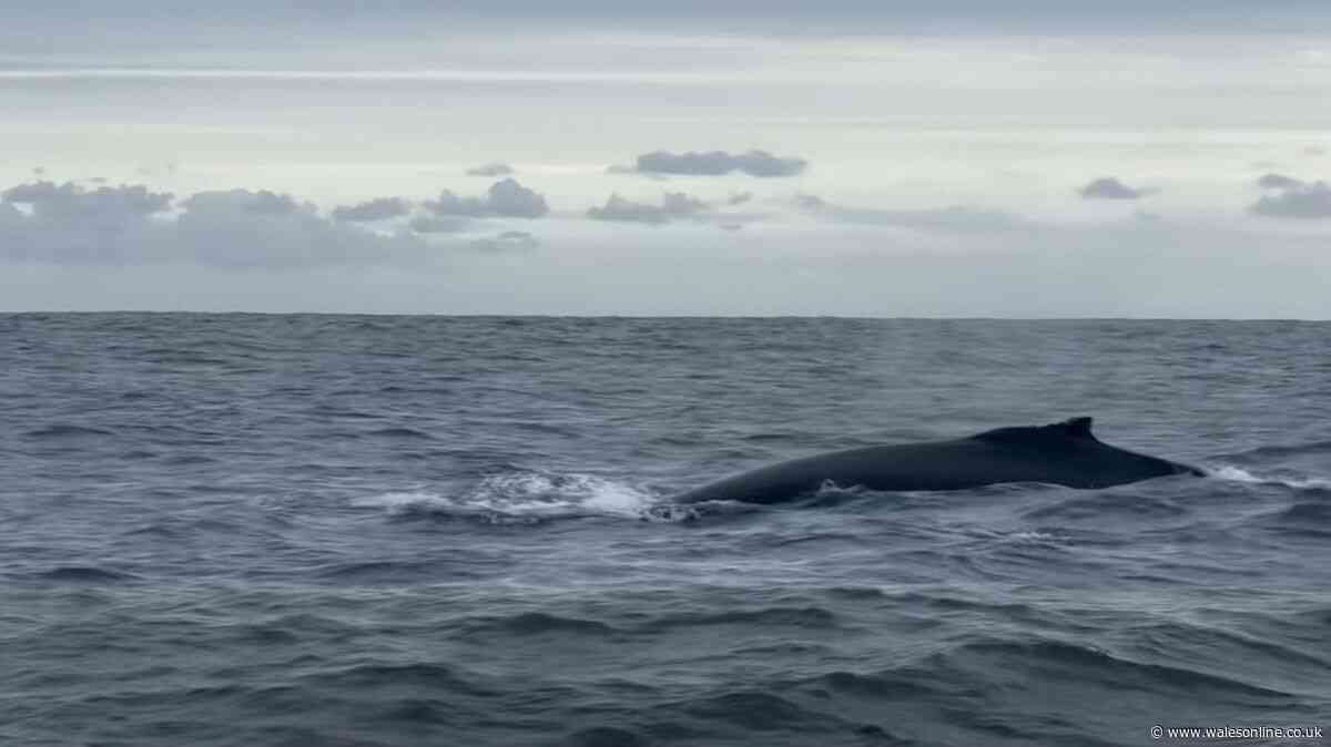 Onlookers left stunned as rare humpback whale sighting made off Pembrokeshire
