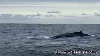 Onlookers left stunned as rare humpback whale sighting made off Pembrokeshire