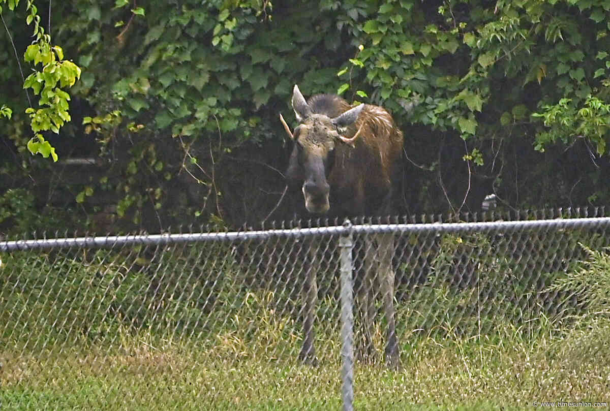 Moose tranquilized in Troy, will be relocated to wilderness