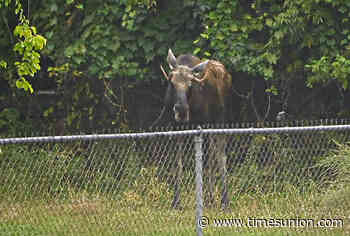 Moose tranquilized in Troy, will be relocated to wilderness