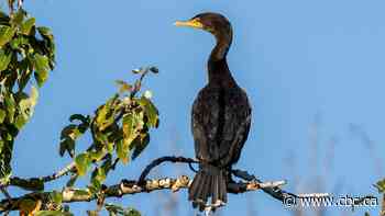 Are there too many cormorants in Alberta? Group studying whether more bird population control needed