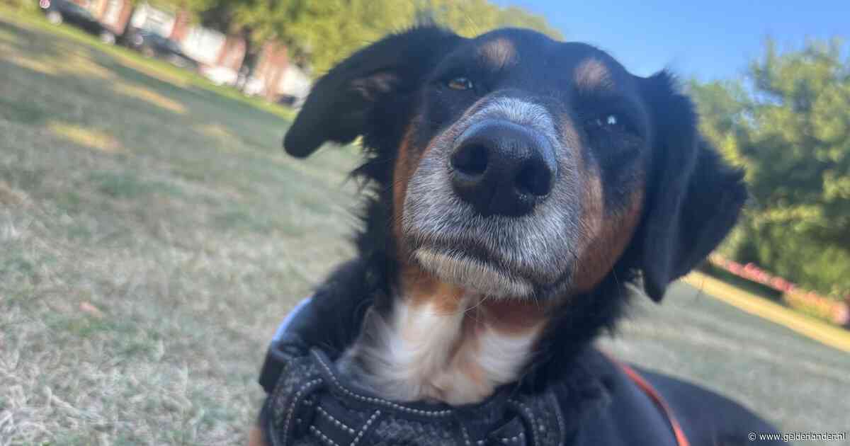 Vijfde hond overleden in Schiedam: wandeling door park wordt ook Timmie (5) fataal