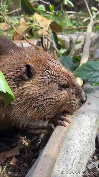 It's Beaver Week at the San Diego Zoo 🦫