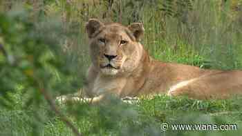 Fort Wayne Zoo lioness diagnosed with kidney disease