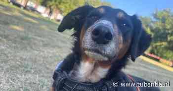 Vijfde hond overleden in Schiedam: wandeling door park wordt ook Timmie (5) fataal