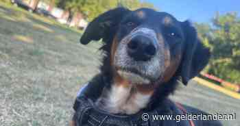 Vijfde hond overleden in hetzelfde park: wandeling wordt ook Timmie (5) fataal