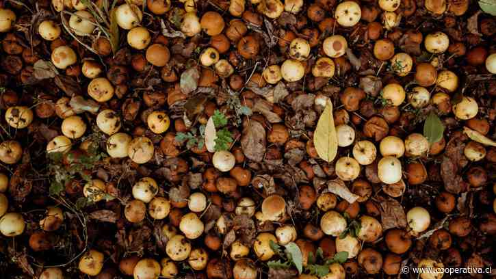 Hoteles del Valle del Aconcagua se ayudan a sí mismos y al medioambiente produciendo compost