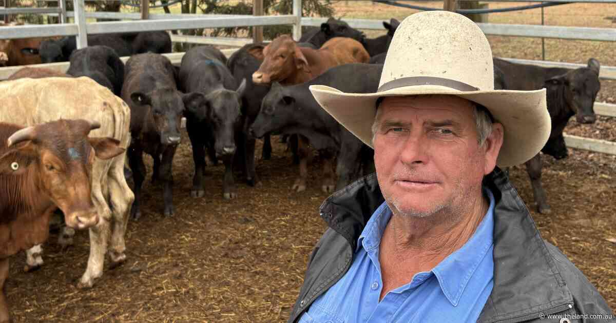 Tighter supply sparks price rebound at prime cattle sales across the state